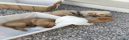 Labrador Retriever dogs for sale: 8 Labrador puppy’s for sale  - Advert 38