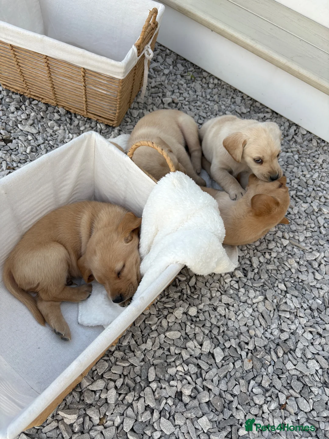Labrador Retriever dogs for sale: 8 Labrador puppy’s for sale  - Advert 38