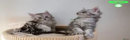 Maine Coon cats for sale: Stunning Maine Coon Kittens - Advert 15