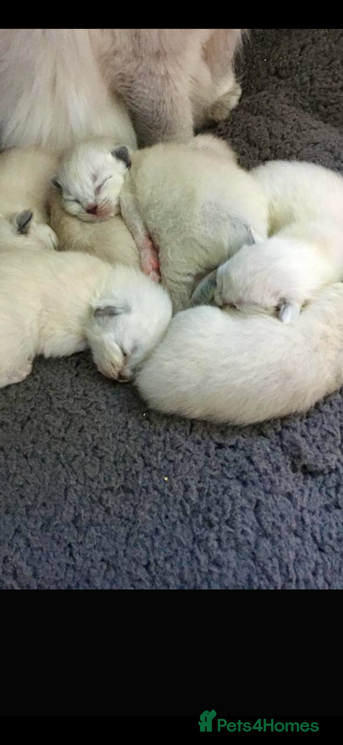 Ragdoll cats 🌼GCCF WAITIING LIST NOW OPEN 🌼 - Advert 1