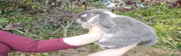 Mixed Breed rabbits for sale: Two lovely rabbits (mini lop / lionhead)  in Totnes - Advert 7