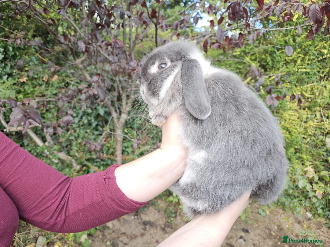 Mixed Breed rabbits for sale: Two lovely rabbits (mini lop / lionhead)  in Totnes - Advert 7