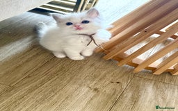 Ragdoll cats for sale: Beautiful Ragdoll Kittens – Stunning & Ready Soon - Image 4