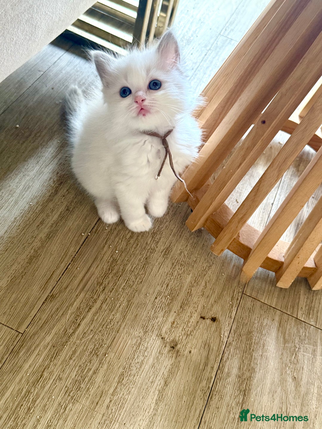 Ragdoll cats for sale: Beautiful Ragdoll Kittens – Stunning & Ready Soon - Image 4
