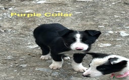 Border Collie dogs for sale: Gorgeous Border Collie pups - Image 2