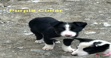Border Collie dogs - Advert 3