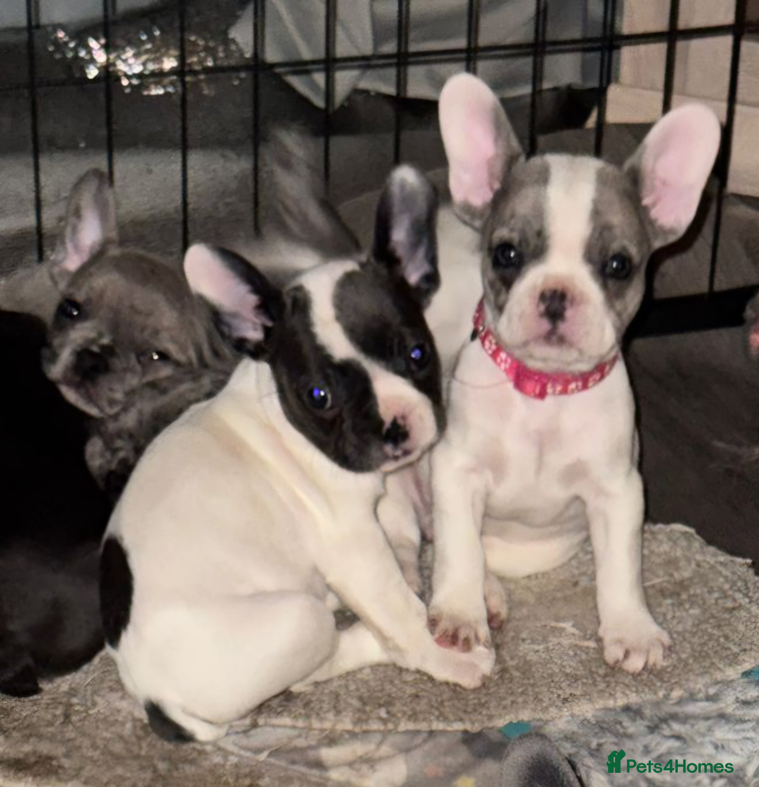 French Bulldog dogs Ready to leave monday. Frenchie pups - Advert 13