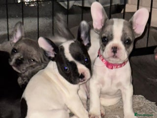 French Bulldog dogs Ready to leave monday. Frenchie pups - Advert 15