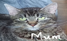 Persian cats for sale: Stunning Kittens - READY TO LEAVE 22/06 - Image 3