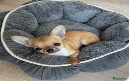 Chihuahua dogs for sale: Chihuahua Boy - Image 4