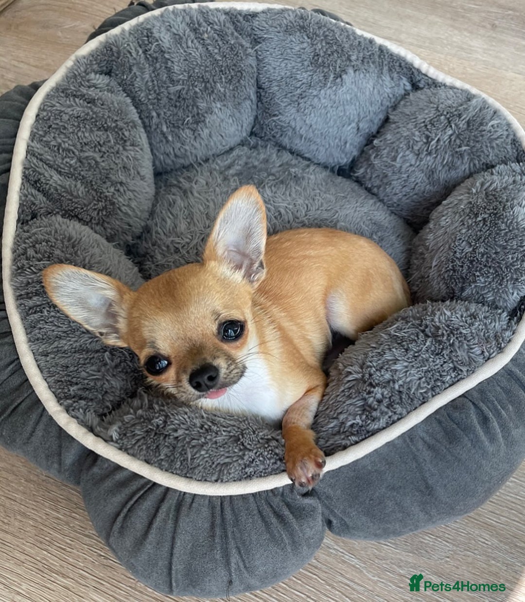 Chihuahua dogs for sale: Chihuahua Boy - Image 4