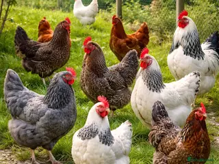 Chickens poultry Chicken, female all breeds - Advert 1