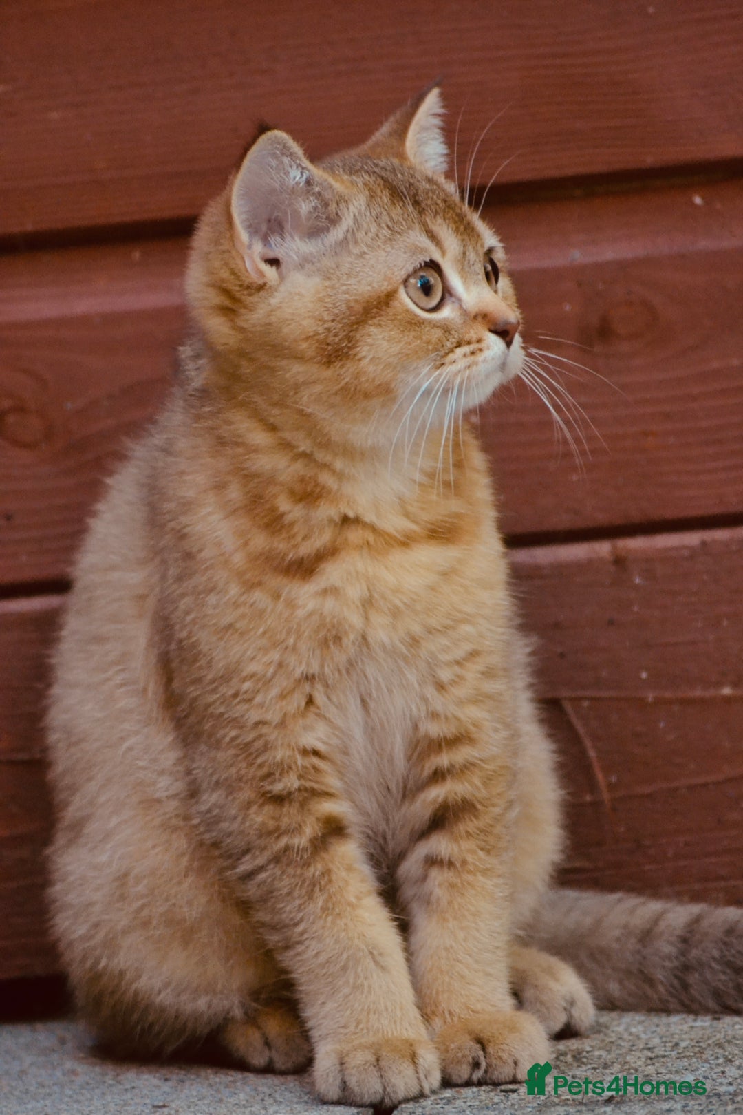 British Shorthair cats for sale: Last kitten left: TICA Golden Black Shaded BSH - Image 10