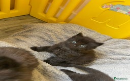 British Longhair cats for sale: 5 domestic/british fluffy longhair kittens  - Image 2