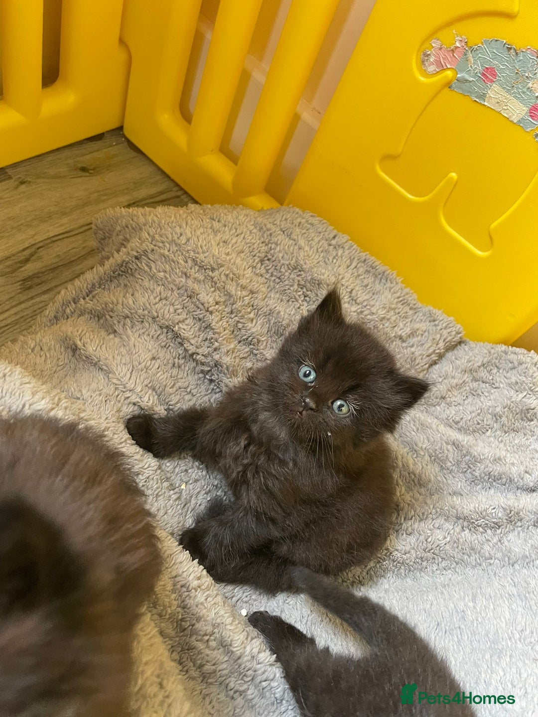 British Longhair cats for sale: 5 domestic/british fluffy longhair kittens  - Image 2