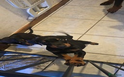 Dobermann dogs for sale: Doberman Pups - Ready now! X1 male left! - Image 7