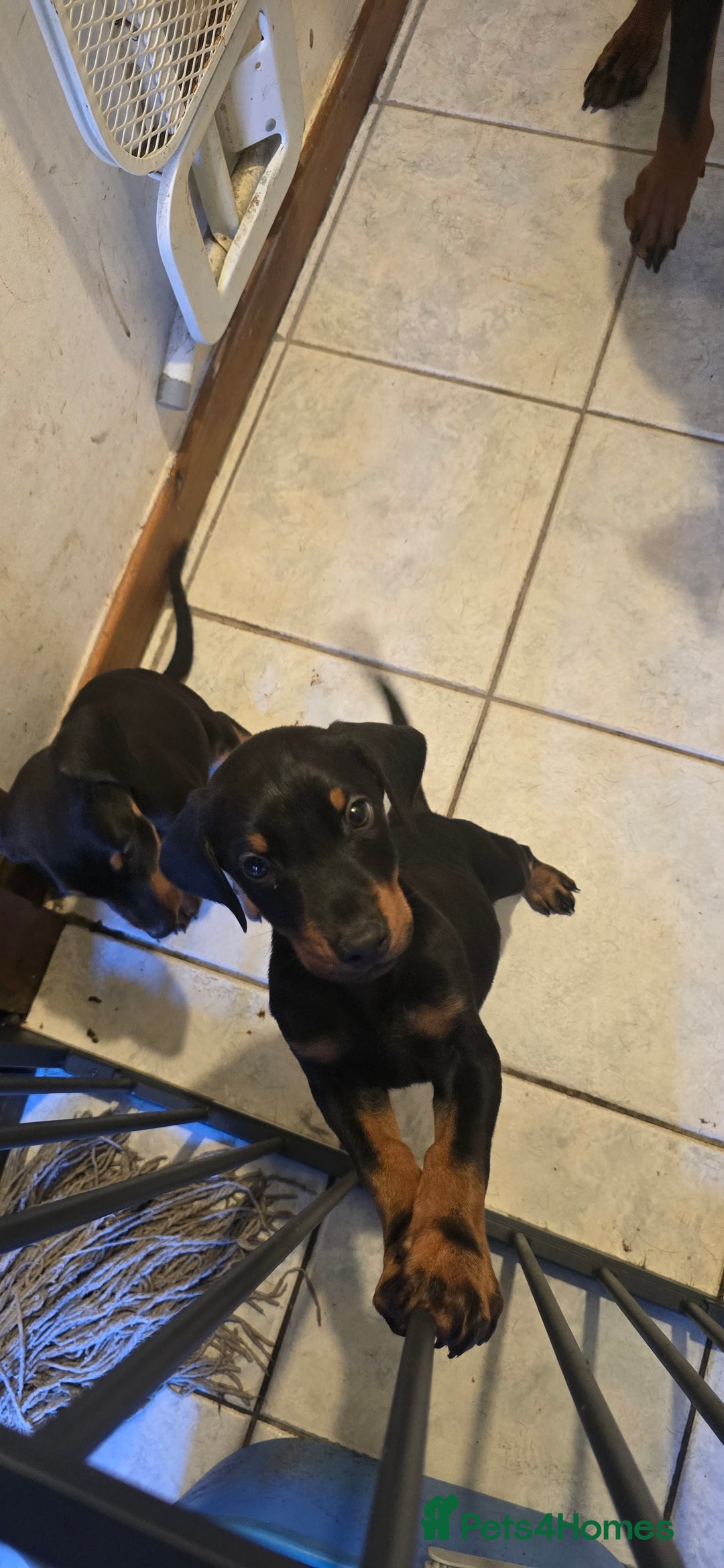 Dobermann dogs for sale: Doberman Pups - Ready now! X1 male left! - Image 7