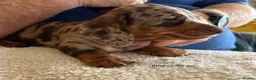 Miniature Dachshund dogs for sale: Gorgeous Litter of Miniature Dachshund Puppies - Advert 8