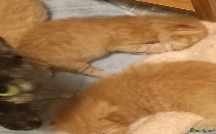 Mixed Breed cats - Advert 4