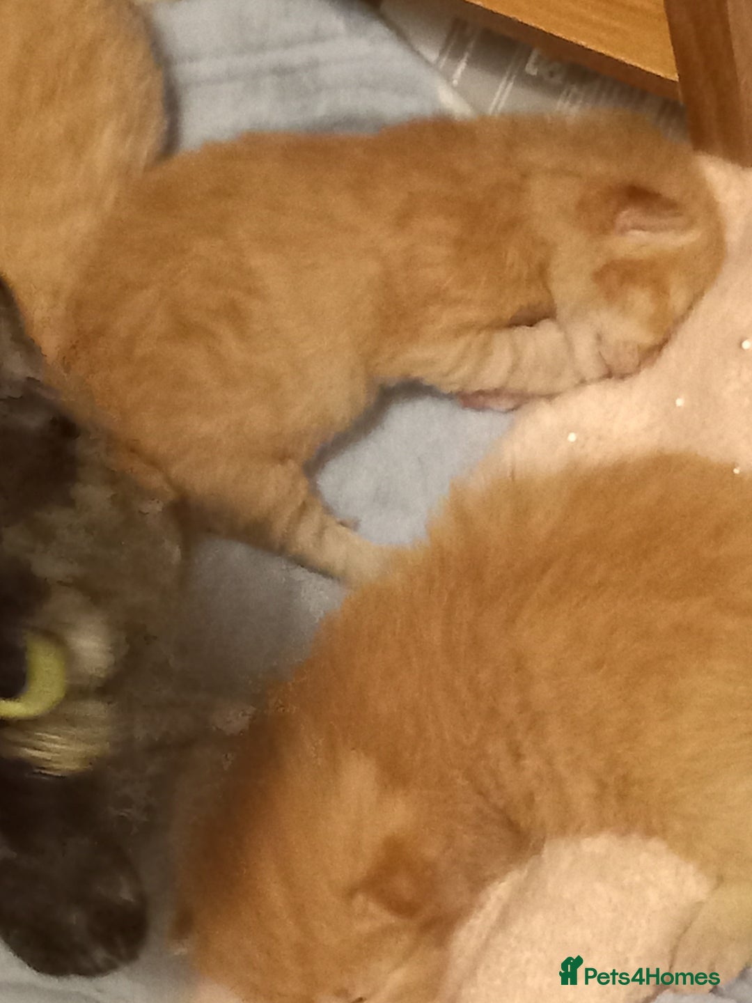 Mixed Breed cats for sale: Beautiful ginger kittens, I have both parents - Image 1