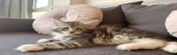 Maine Coon cats for sale: 🐈‍⬛Sweet bundle of Joy TICA register🐈‍⬛ - Advert 17