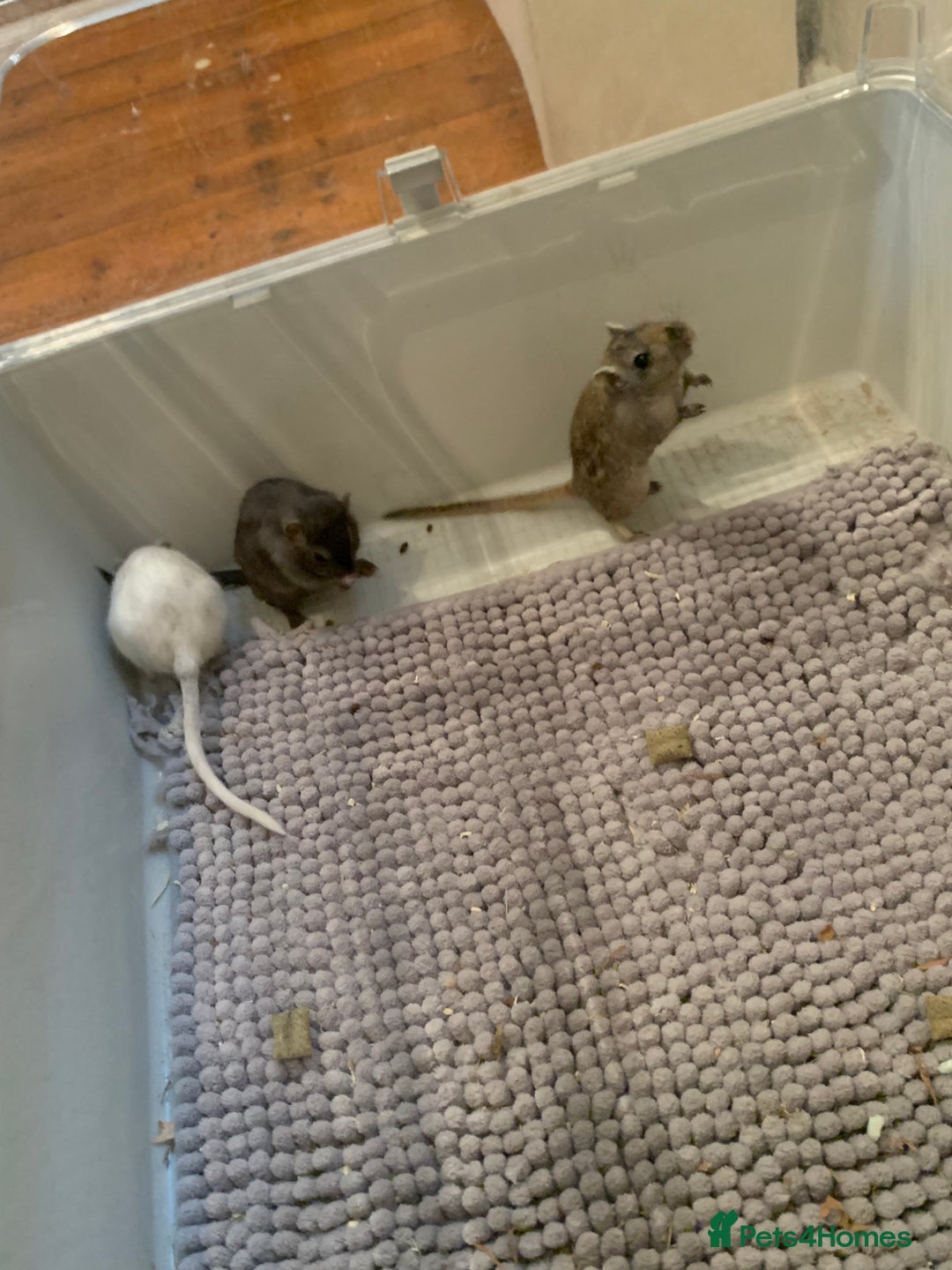 Gerbil rodents for sale: extremely friendly female gerbils - Advert 2
