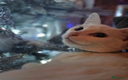 Mixed Breed cats for sale: Cats for sale - Image 3