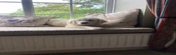 Golden Retriever dogs for sale: Lovely chunky cream puppies  - Advert 15