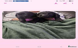 Mixed Breed dogs for sale: Stunning pups looking for new home  - Advert 6