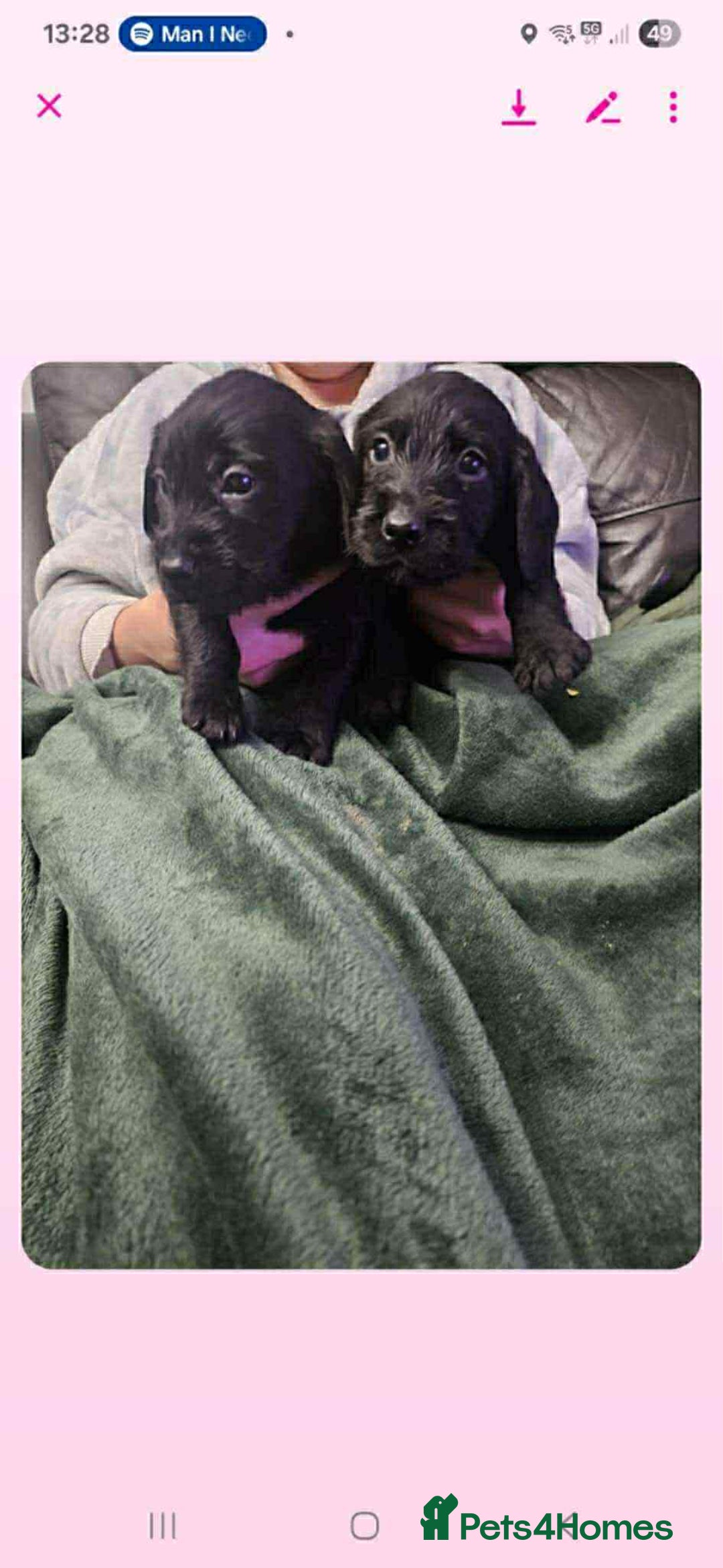 Mixed Breed dogs for sale: Stunning pups looking for new home  - Advert 6