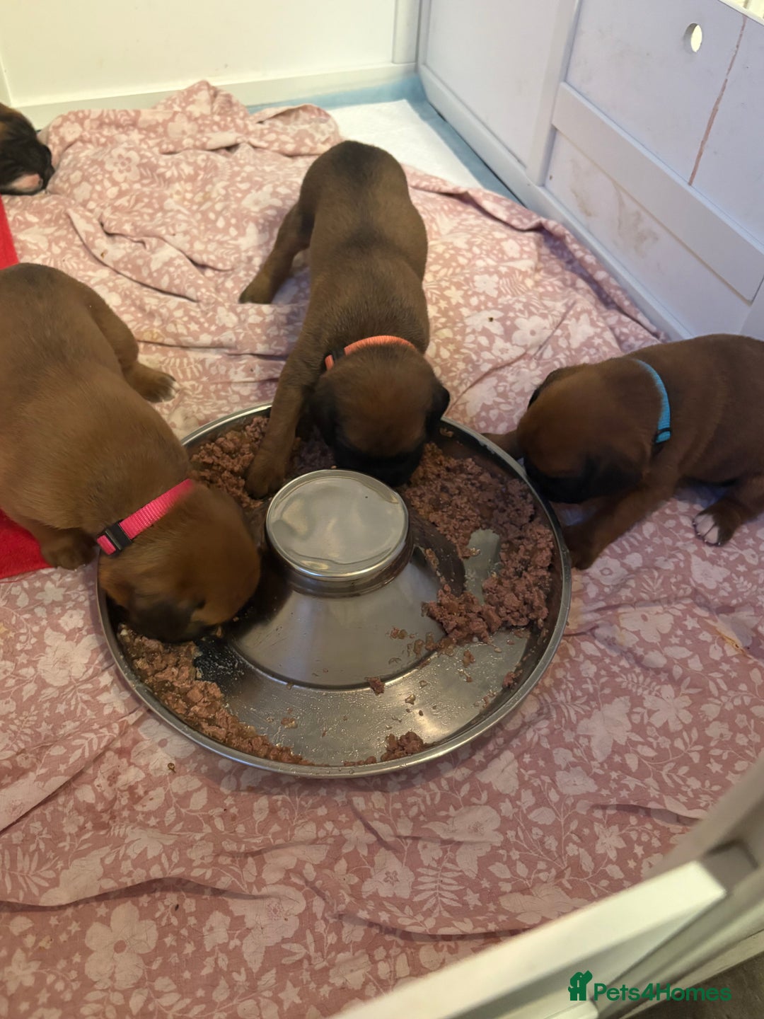 Boxer dogs for sale: 4 Stunning Boxer puppies - Advert 8