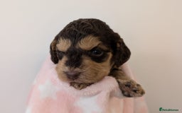 Cockapoo dogs for sale: Beautiful Cockapoo puppies 🐶 😍  - Image 13