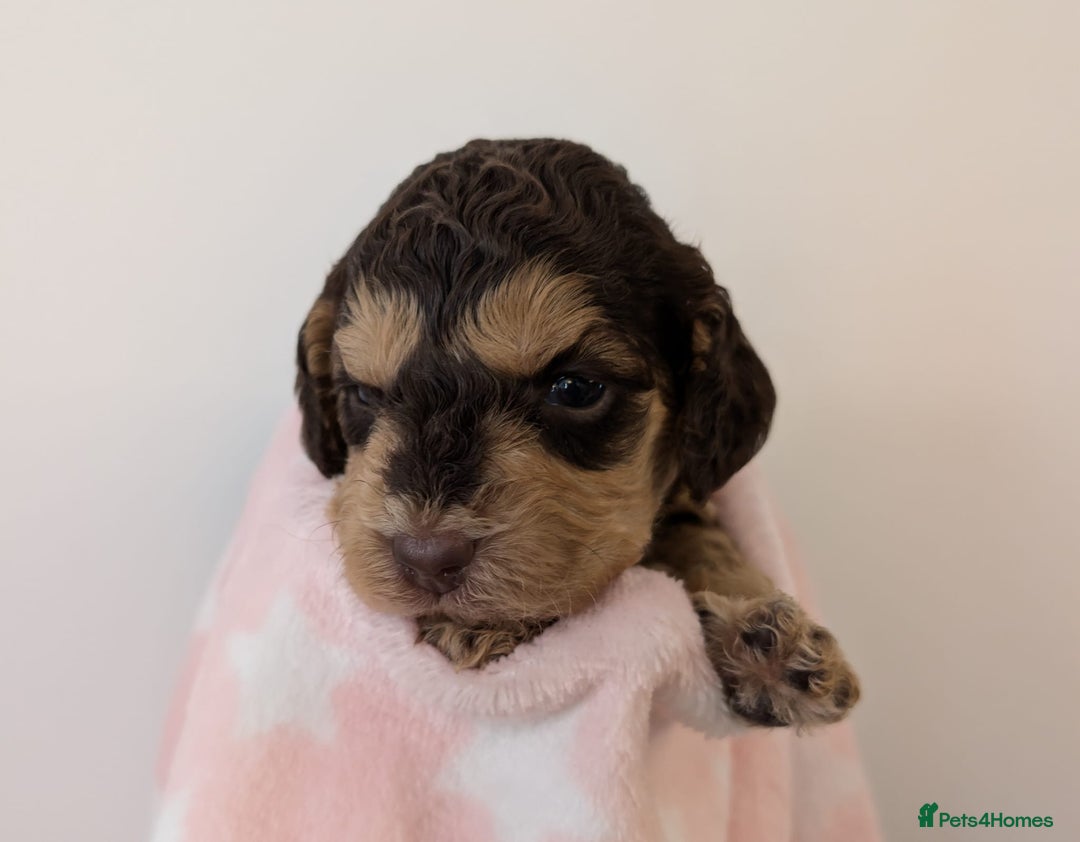 Cockapoo dogs for sale: Beautiful Cockapoo puppies 🐶 😍  - Image 13