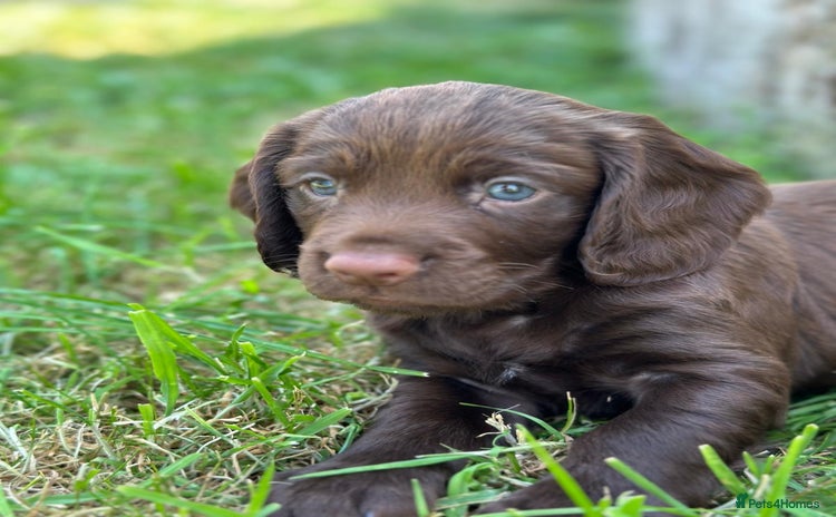 Cocker Spaniel dogs - Advert 4