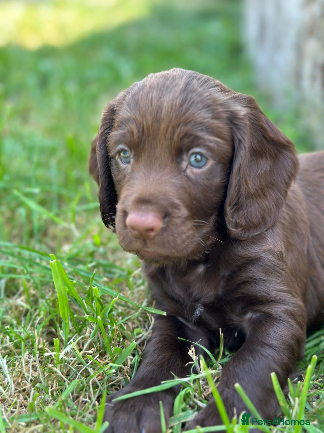 Cocker Spaniel dogs for sale: READY 31st Aug KC Pedigree Working Cocker Puppies - Image 1