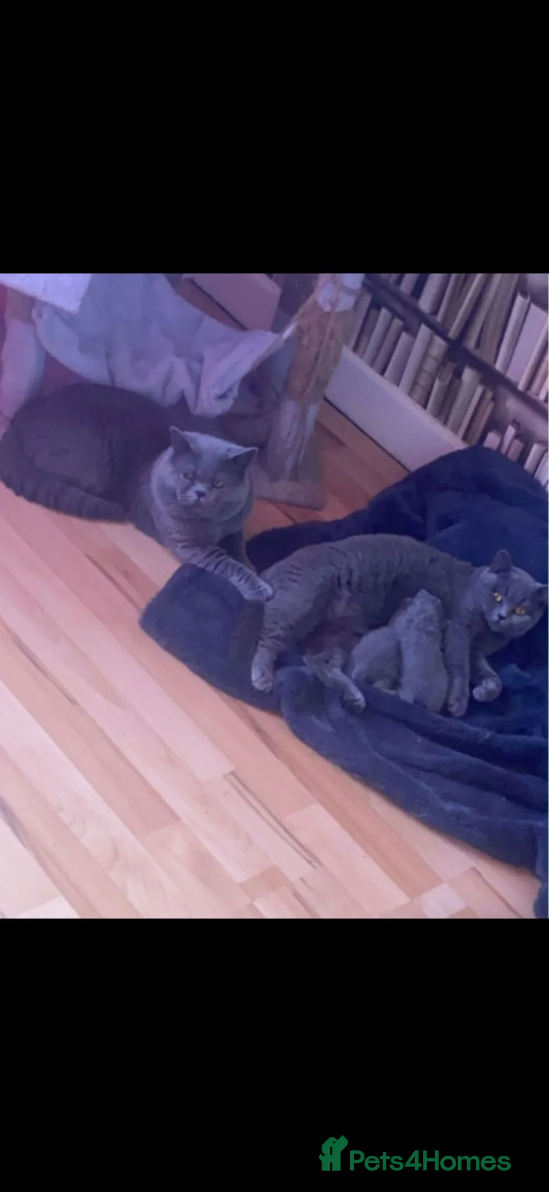 British Shorthair cats for sale: British short hair kittens for sale - Advert 20