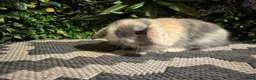 Mini Lop rabbits for sale: Superb pure bred mini lops available  - Advert 8