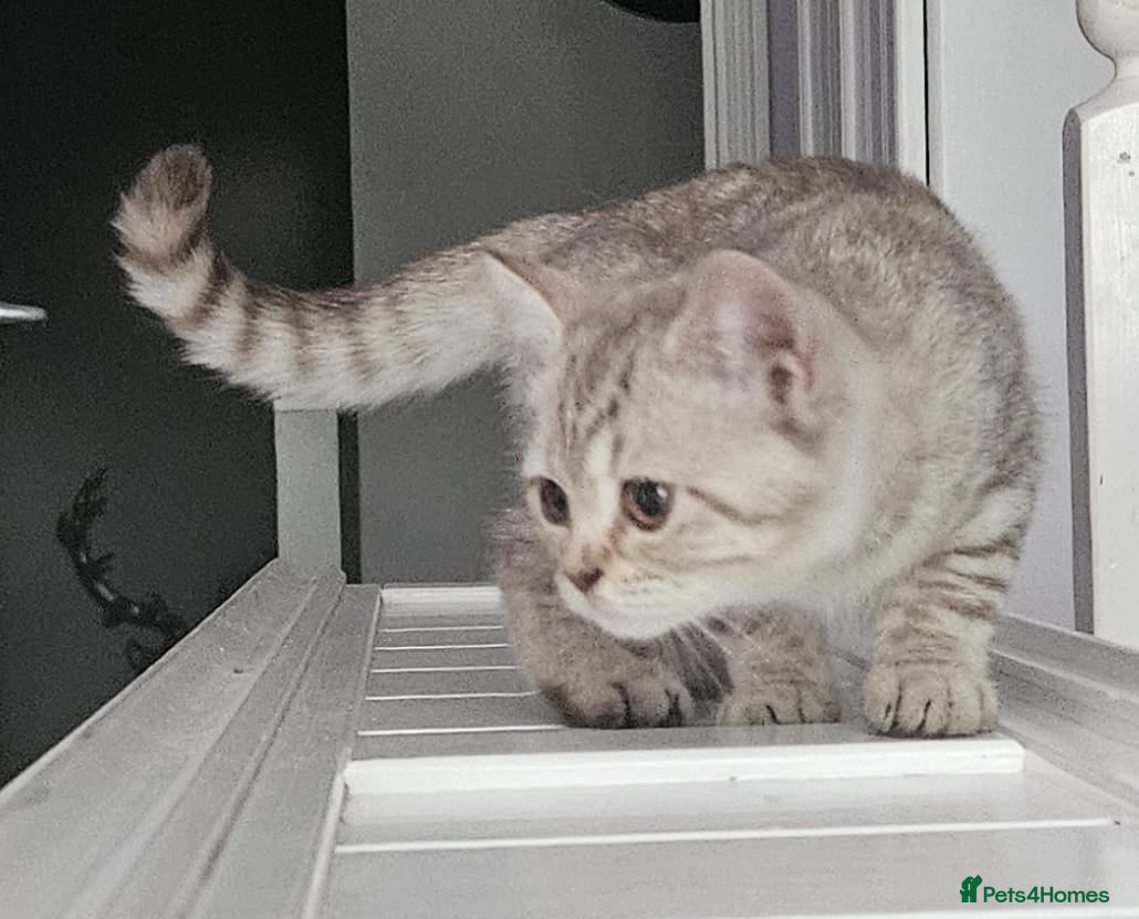 British Shorthair cats ✨️Stunning BSH Chocolate Tabby Girl & Silver Boy - Advert 2