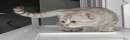 British Shorthair cats for sale: ✨️Stunning BSH Chocolate Tabby Girl & Silver Boy - Advert 7
