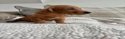 Dachshund dogs for sale: BEAUTIFUL KC REG & PRA CLEAR MINI DACHSHUNDS🩷💙 - Advert 20