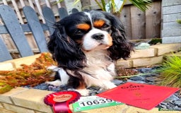 Cavalier King Charles Spaniel dogs for stud: FULLY HEALTH TESTED TRI COLOUR CAVALIER FOR STUD - Image 3