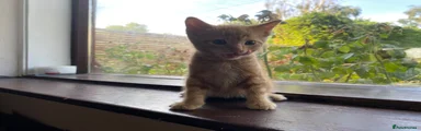 Kitten 2