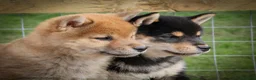 Japanese Shiba Inu dogs for sale: Outstanding original Japanese Shiba Inu puppies  - Advert 19