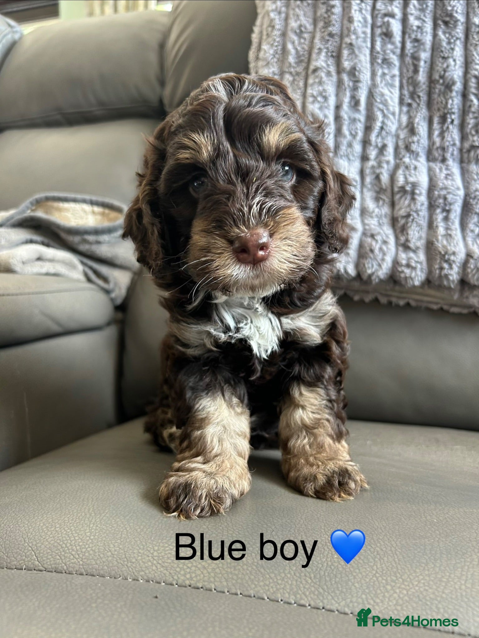 Cockapoo dogs 4 gorgeous puppies 💙❤️ - Advert 2