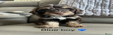 Cockapoo 2 (blue)