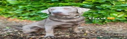 Labrador Retriever dogs for sale: Chunky, healthy Chocolate and Silver puppies!!! - Advert 3