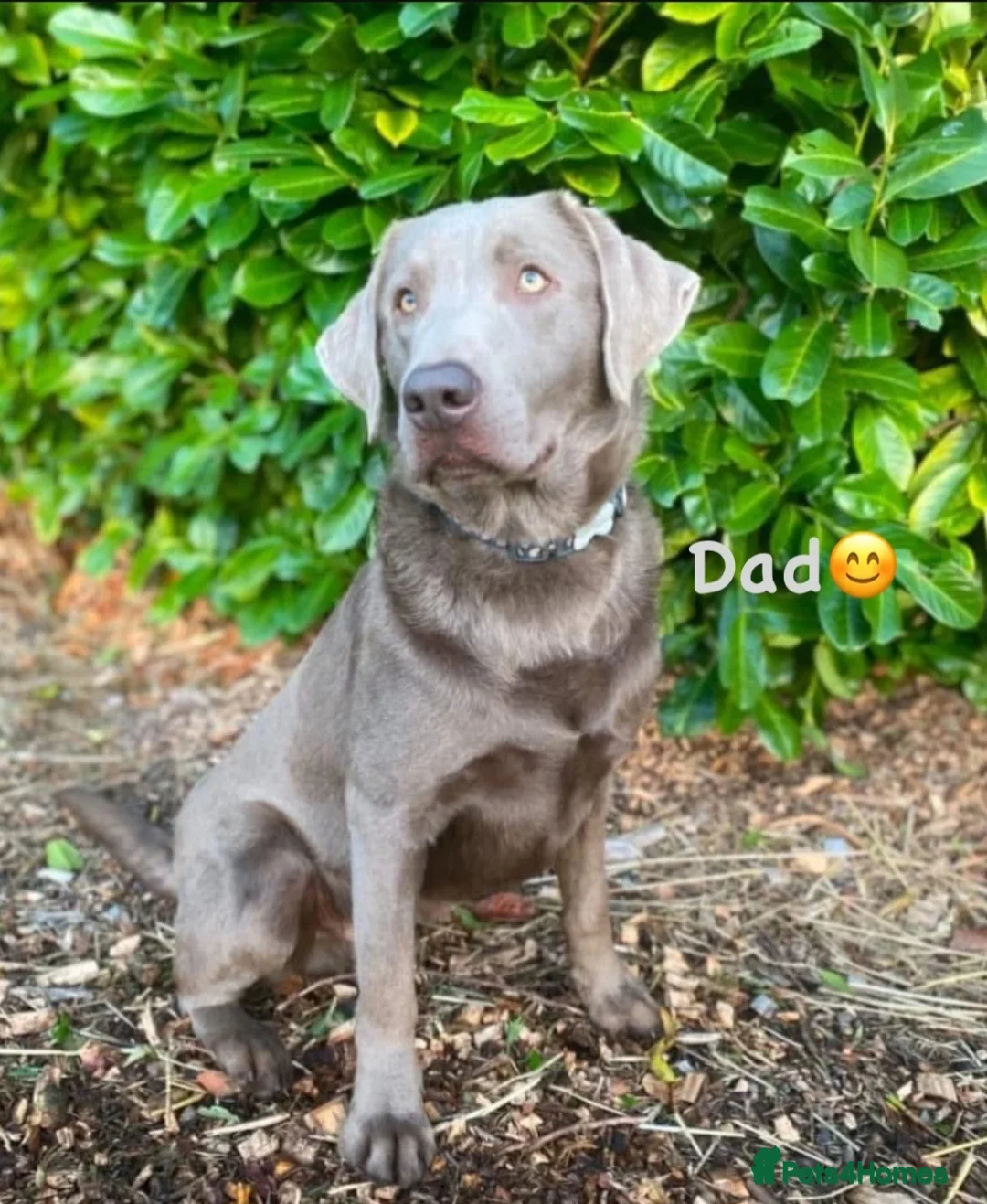 Labrador Retriever dogs for sale: Sold !!! - Advert 3