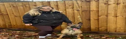 Mixed Breed dogs for sale: Incredible Belgian MalinoisxGerman shepherd pups - Advert 6