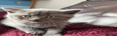British Shorthair 2