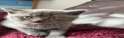 British Shorthair cats for sale: Pure-breed British Shorthair Kittens - Advert 11